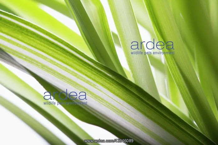 : Spider plant : Spider plant