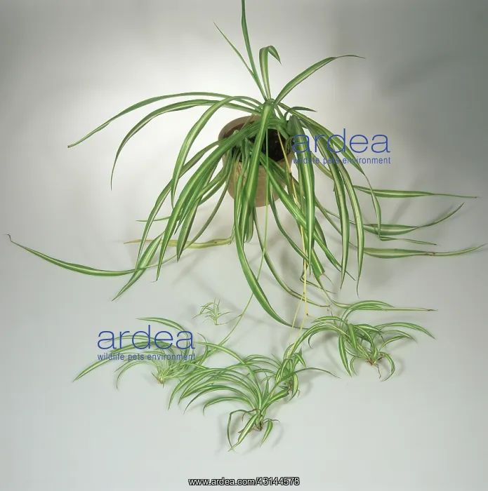 : Spider Plant : Spider Plant
