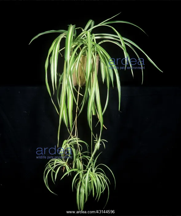 : Spider Plant : Spider Plant