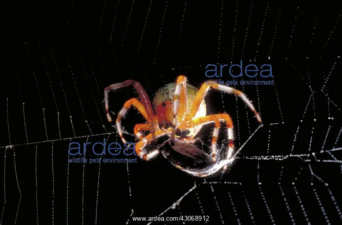 : Spider & Prey : Spider & Prey