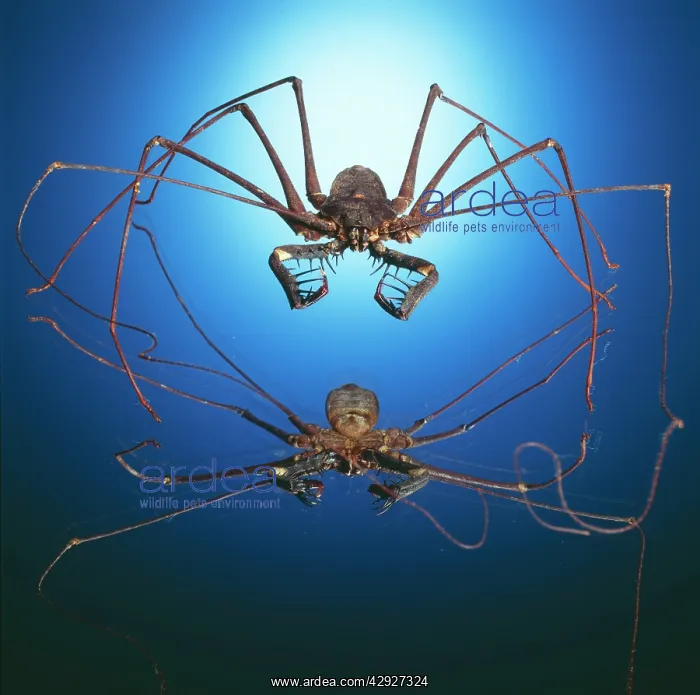  : Spider - and reflection