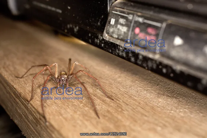 : Spider - on shelf : Spider - on shelf