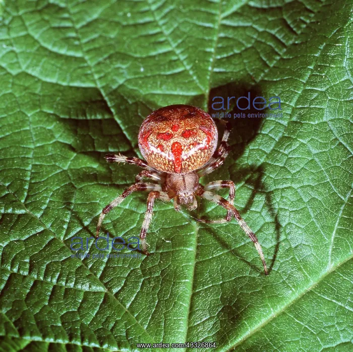: SPIDER - Showing rare colour variation for species : SPIDER - Showing rare colour variation for species