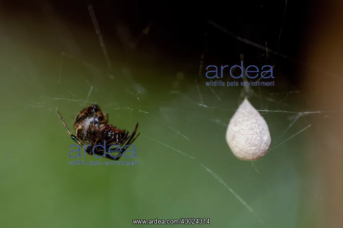 : Spider Spider with egg sac on web Klungkung Bali Indo : Spider Spider with egg sac on web Klungkung Bali Indo