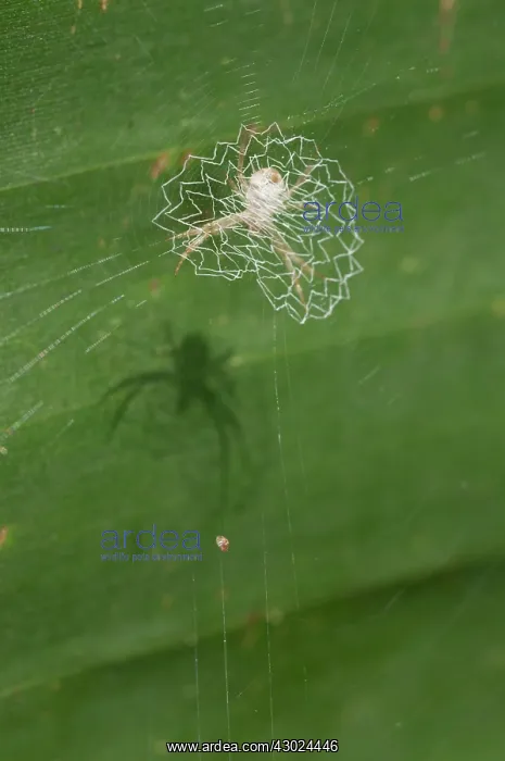 : Spider Spider with lace-like patterned web (stabiliment : Spider Spider with lace-like patterned web (stabiliment