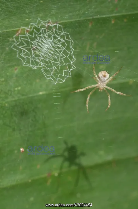 : Spider Spider with lace-like patterned web (stabiliment : Spider Spider with lace-like patterned web (stabiliment