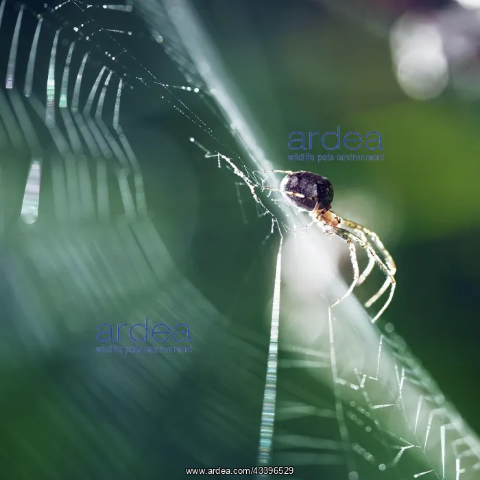 : Spider in a spider web, Bonn, Germany, Europe : Spider in a spider web, Bonn, Germany, Europe
