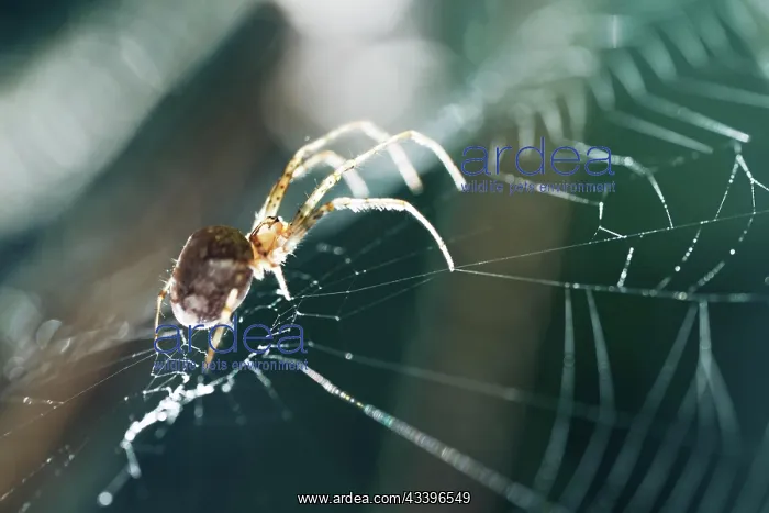 : Spider in a spider web, Bonn, Germany, Europe : Spider in a spider web, Bonn, Germany, Europe