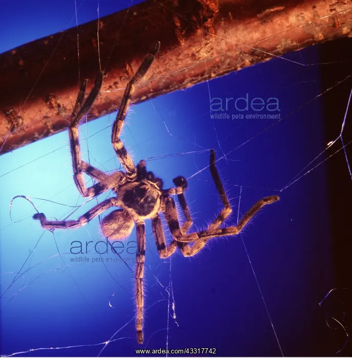 : SPIDER - Spinning web : SPIDER - Spinning web