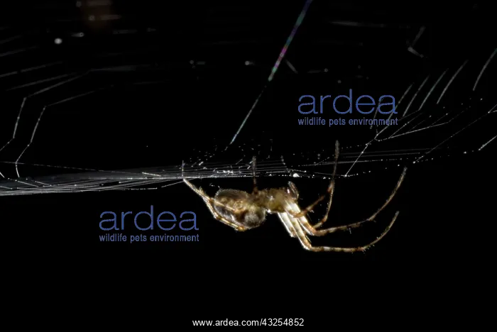 : Spider, Stanley Park, British Columbia : Spider, Stanley Park, British Columbia