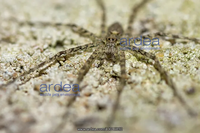 : Spider (Trechaleidae) on a rock : Spider (Trechaleidae) on a rock