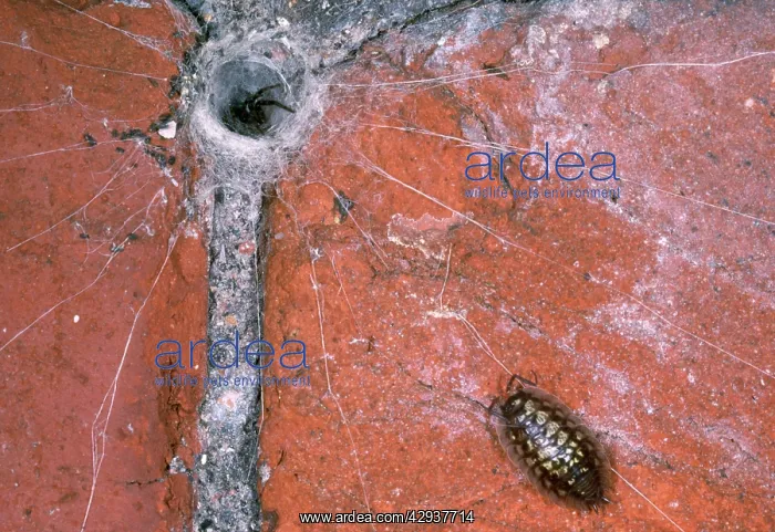 : SPIDER - in tube web, with woodlouse prey on trip wires : SPIDER - in tube web, with woodlouse prey on trip wires