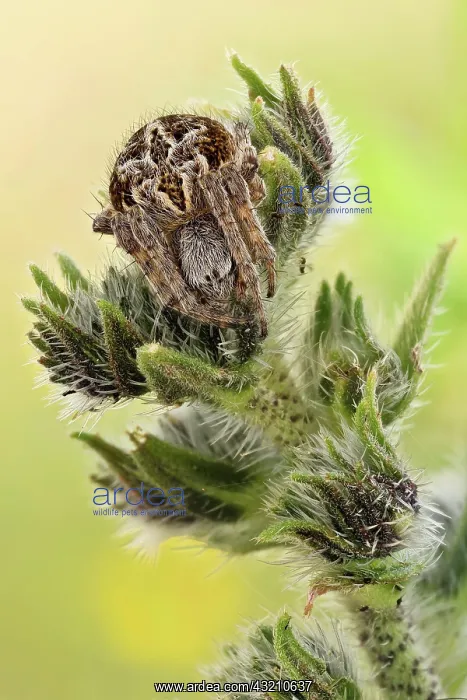 : A spider waiting for its pray on a stinging nett : A spider waiting for its pray on a stinging nett