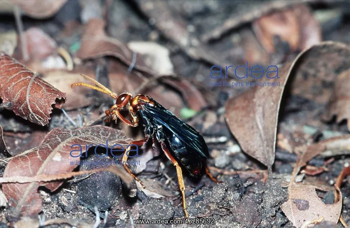 : SPIDER WASP : SPIDER WASP