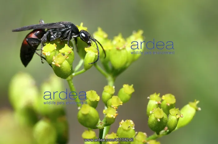 : Spider Wasp (Agenioideus usurious) female in Anis : Spider Wasp (Agenioideus usurious) female in Anis