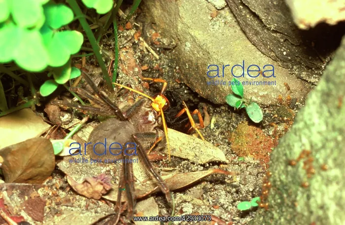 : Spider wasp - dragging her preferred prey, a huntsman : Spider wasp - dragging her preferred prey, a huntsman