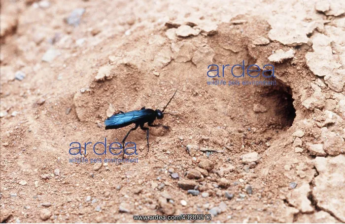 : SPIDER WASP - excavating nest : SPIDER WASP - excavating nest