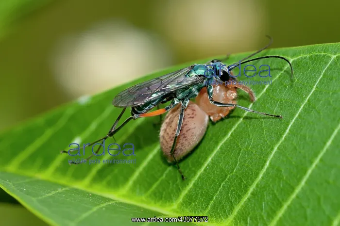 : Spider Wasp with Jumping Spider prey : Spider Wasp with Jumping Spider prey