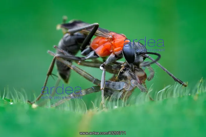 : Spider wasp (Pompilidae sp) catching wandering spider : Spider wasp (Pompilidae sp) catching wandering spider