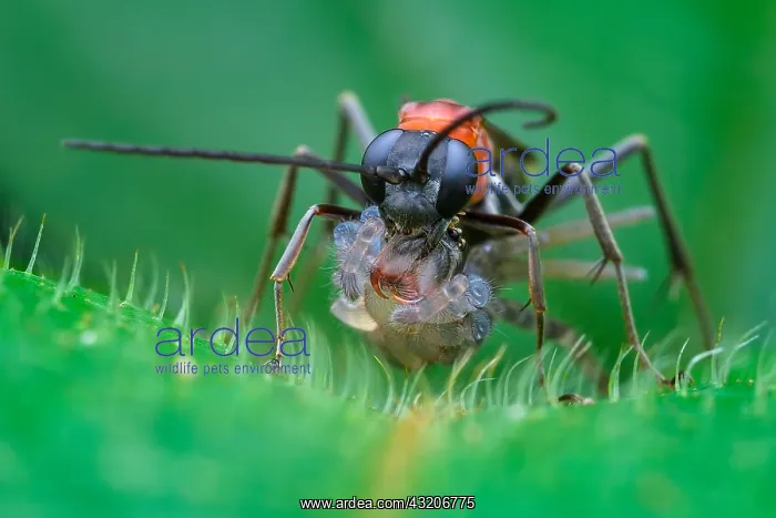 : Spider wasp (Pompilidae sp) catching wandering spider : Spider wasp (Pompilidae sp) catching wandering spider