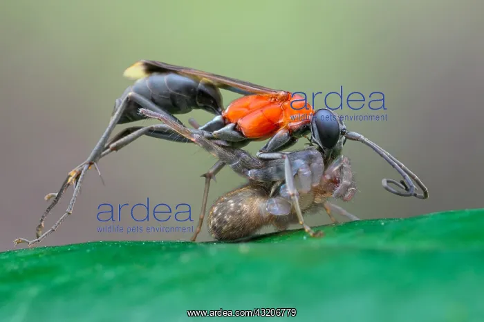 : Spider wasp (Pompilidae sp) catching wandering spider : Spider wasp (Pompilidae sp) catching wandering spider