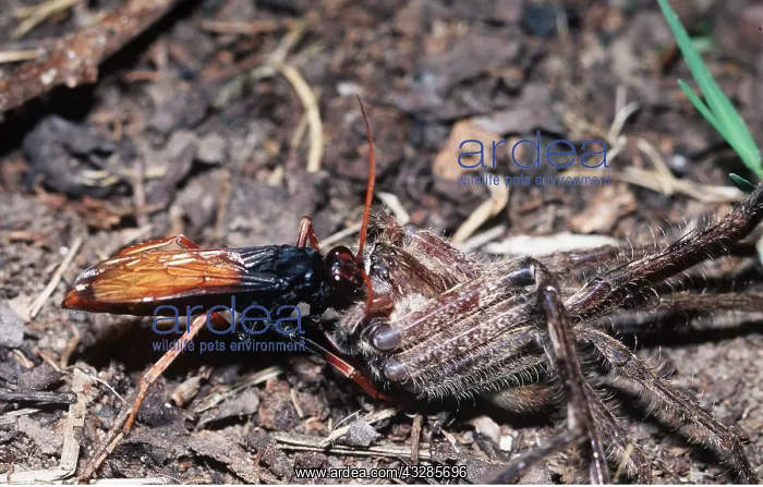 : SPIDER WASP - with prey : SPIDER WASP - with prey