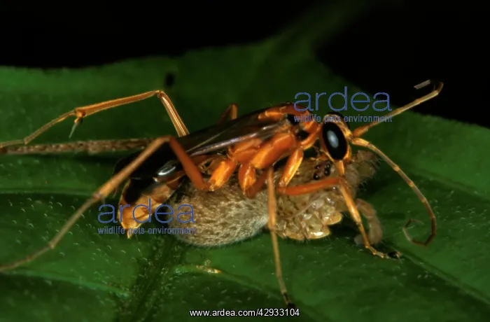  : A spider wasp - has removed the legs of its spider