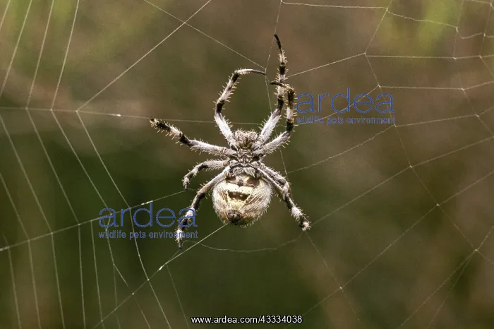 : Spider Weaving Web : Spider Weaving Web