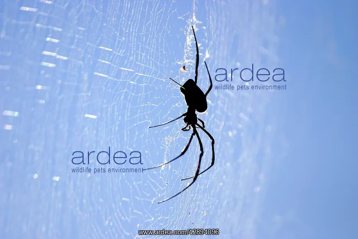 : Spider - on web : Spider - on web