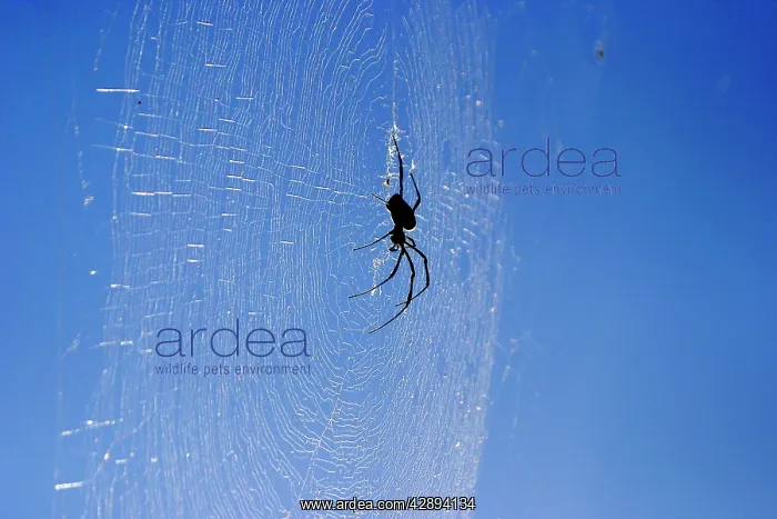 : Spider - on web : Spider - on web