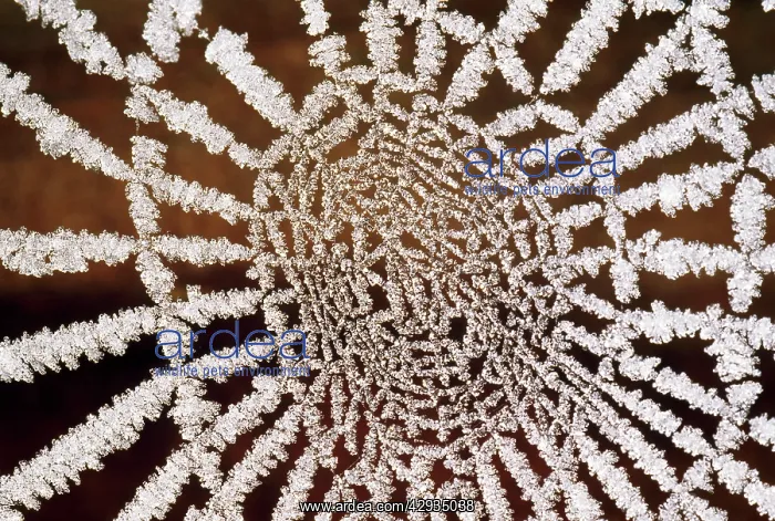: Spider Web - : Spider Web -