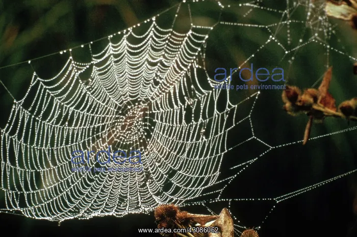 : Spider Web : Spider Web