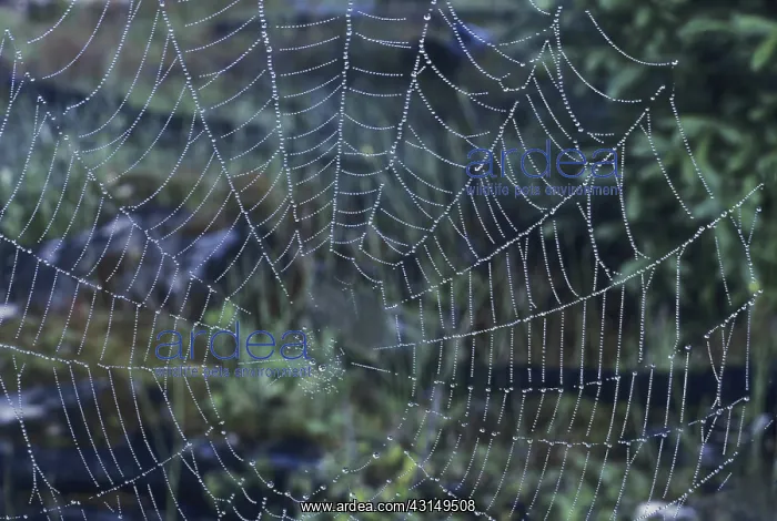 : Spider Web : Spider Web