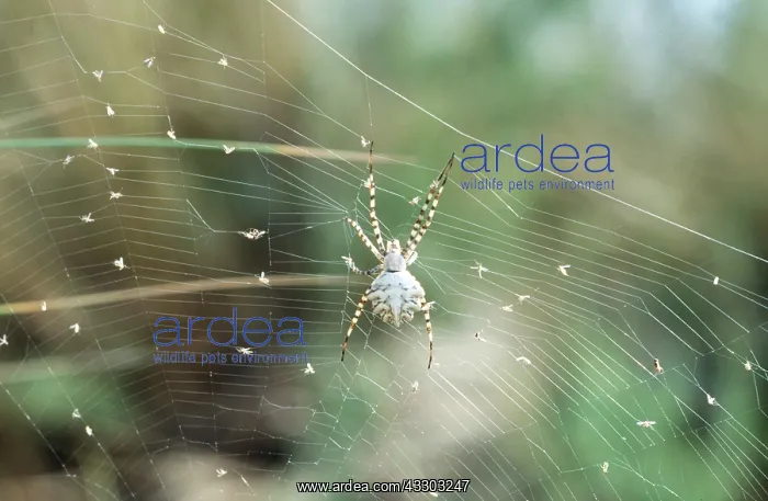 : SPIDER - on web : SPIDER - on web