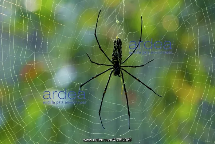 : Spider and web : Spider and web