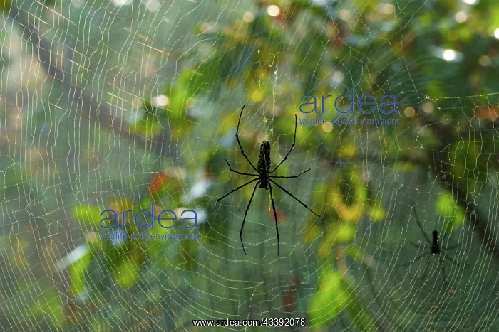 : Spider and web : Spider and web