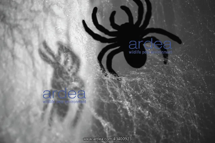 : Spider on web : Spider on web