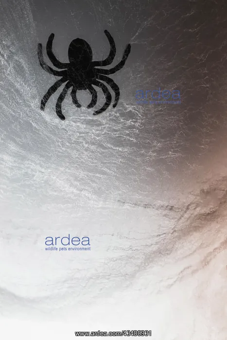 : Spider on web : Spider on web