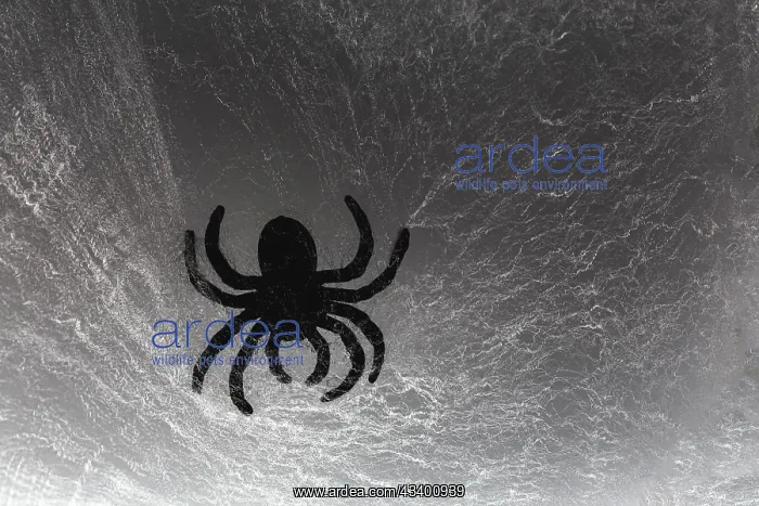 : Spider on web : Spider on web