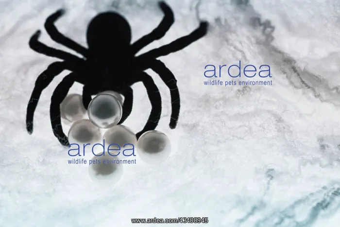 : Spider on web : Spider on web