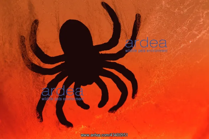 : Spider on web : Spider on web