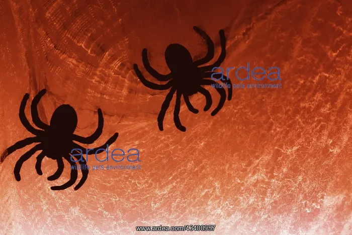 : Spider on web : Spider on web