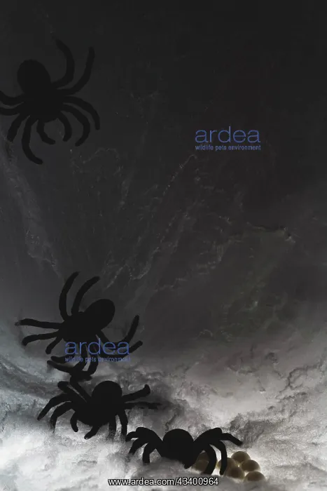 : Spider on web : Spider on web