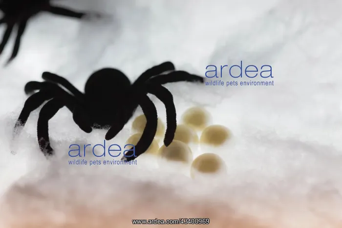 : Spider on web : Spider on web