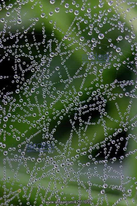 : Spider Web, covered in dew drops, autumn : Spider Web, covered in dew drops, autumn