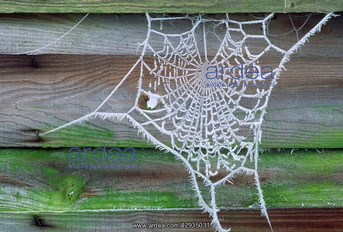  : SPIDER WEB - covered in Hoar frost