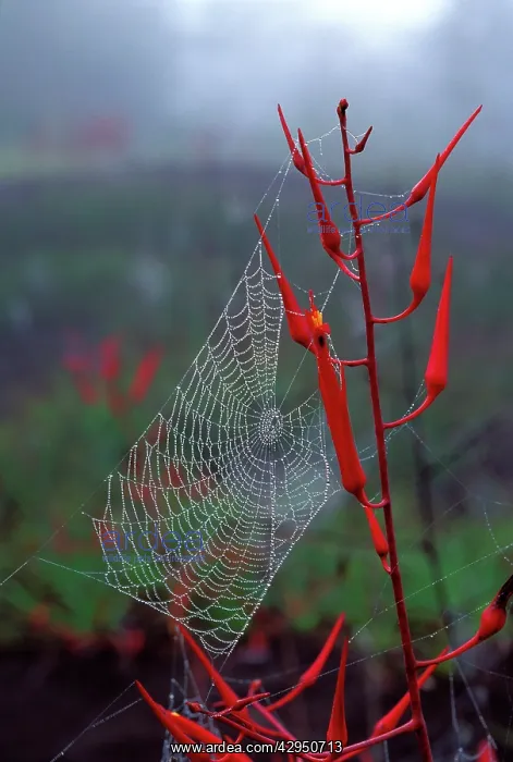 : Spider web in the mist : Spider web in the mist