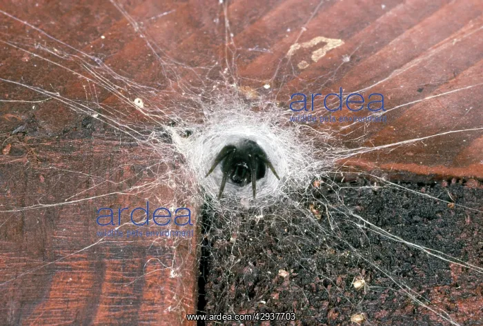: Spider - in web with trip wires : Spider - in web with trip wires