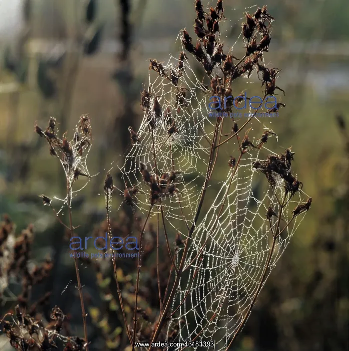 : Spider Webs : Spider Webs