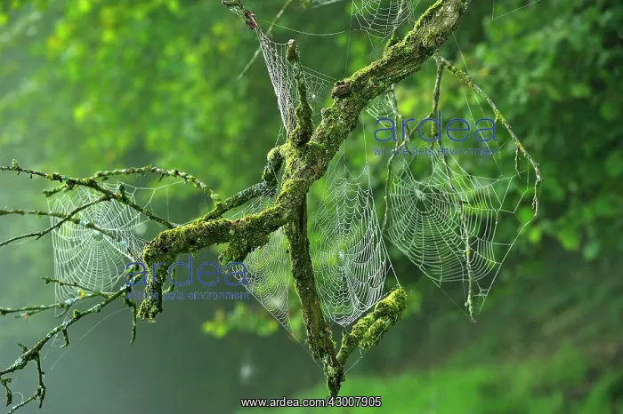 : Spider Webs on branch : Spider Webs on branch